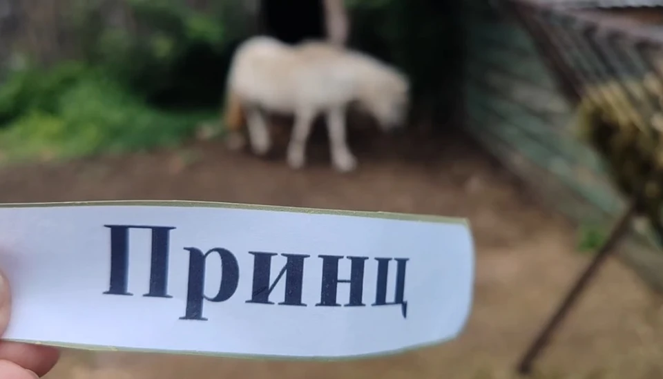 Фото: скриншот с видео паблика vk.com/bol_zoo