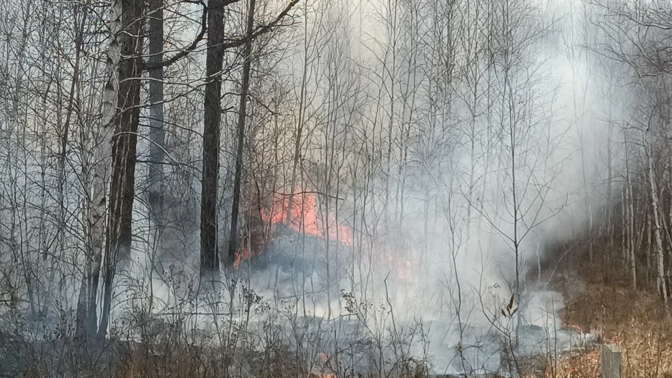 В лесах Ульяновской области сохраняется высокая пожарная опасность