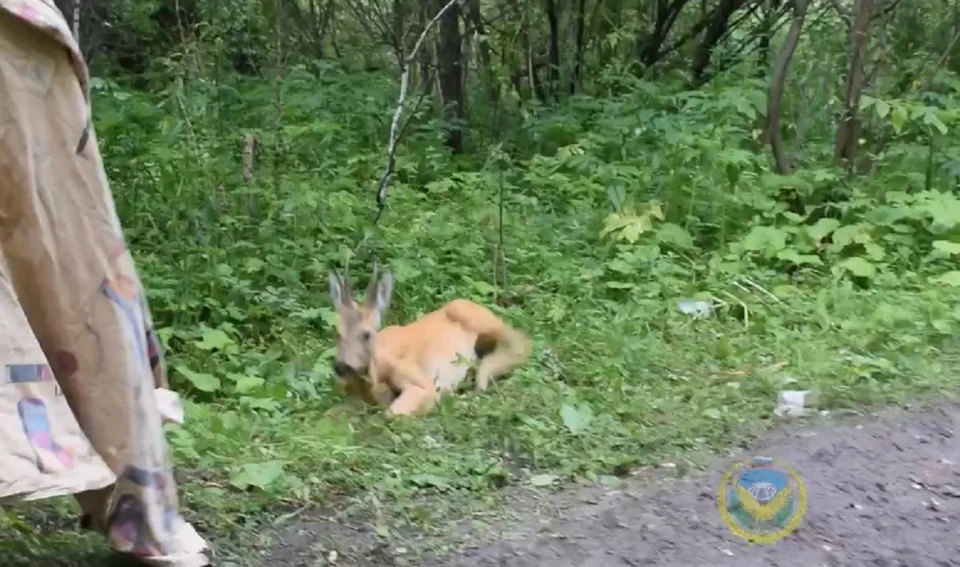 Косуле помогли вернуться домой из красноярской Николаевки. Скриншот: видео краевой дирекции по особо охраняемым природным территориям