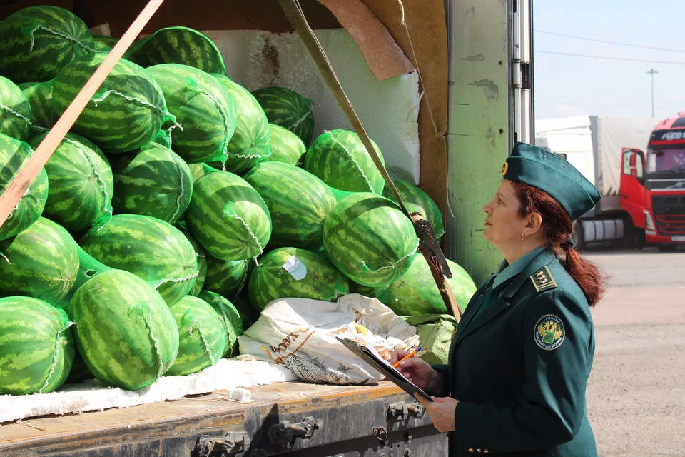 Транспортировка из Узбекистана заняла всего неделю. Фото: ФТС России
