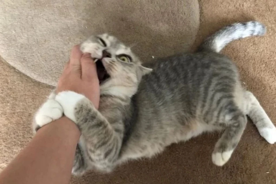 Котенок покусал хозяев