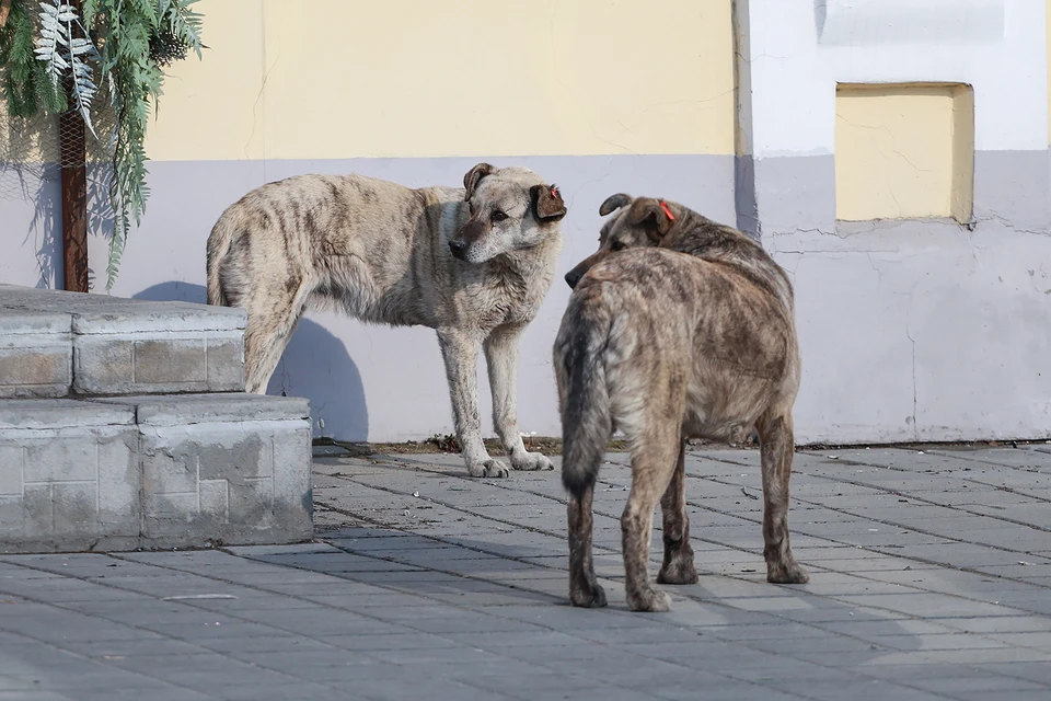 Бродячие собаки