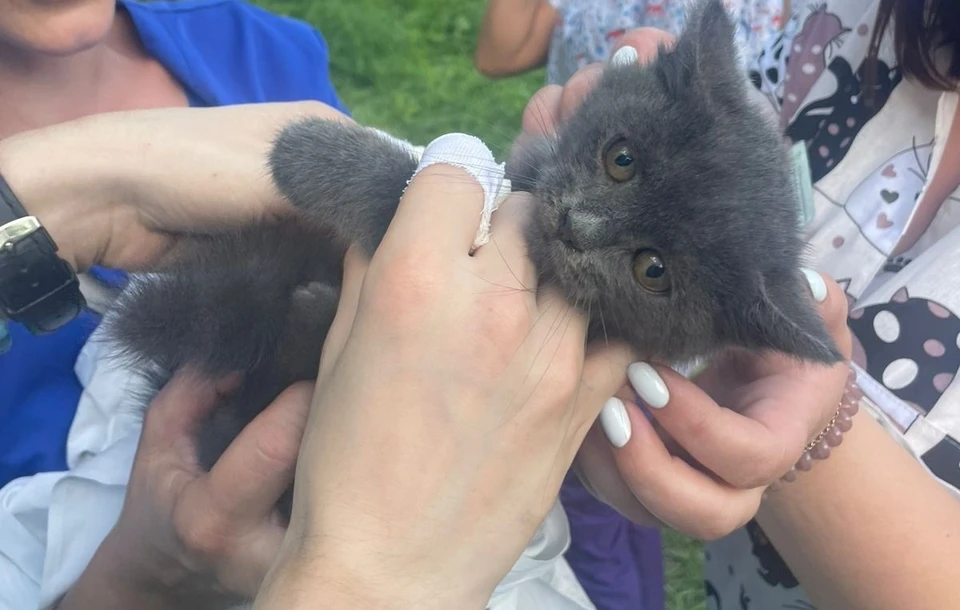 Медики тульской больницы скорой помощи спасли котенка с дерева. Фото: ГУЗ «ТГКБСМП имени Д.Я. Ваныкина».