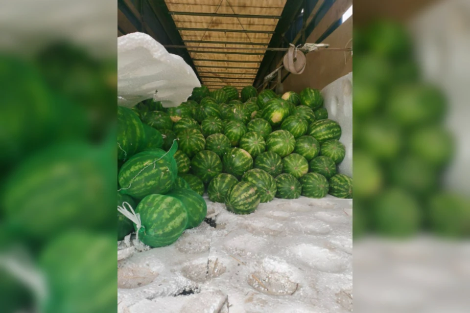 В Иркутской области проверили 350 тонн арбузов из Казахстана. Фото: Управление Россельхознадзора по Иркутской области и Республики Бурятия.