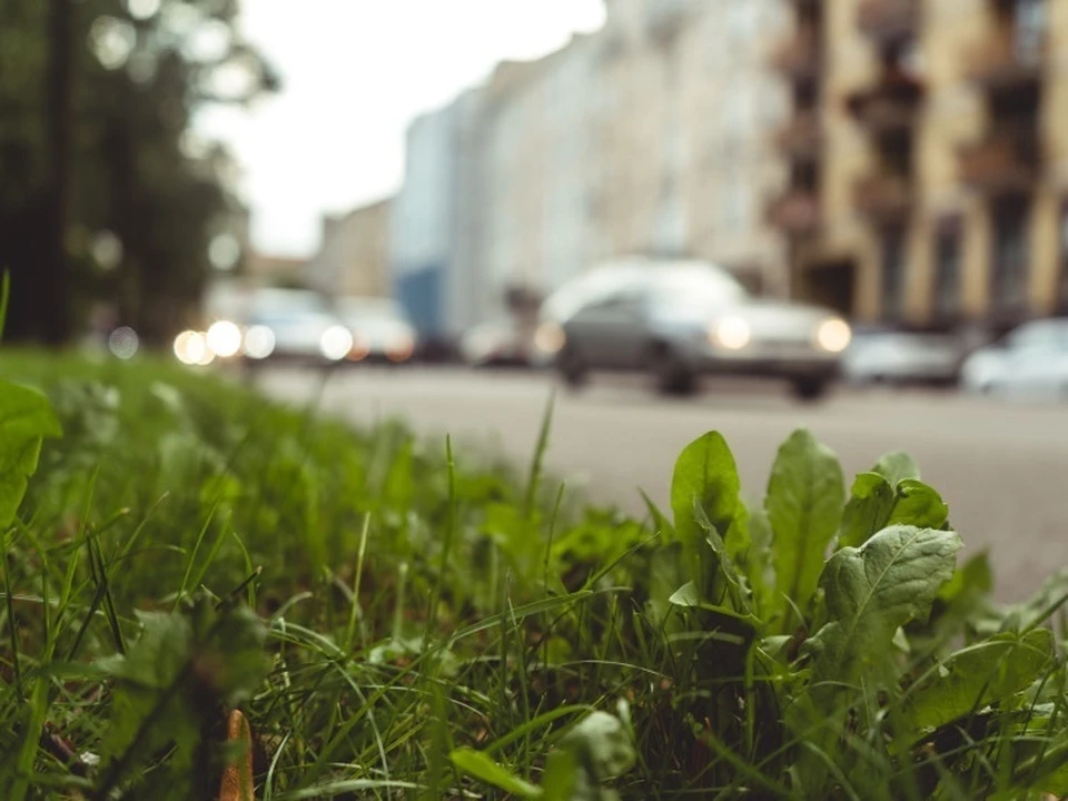Фото: пресс-служба администрации Пскова.