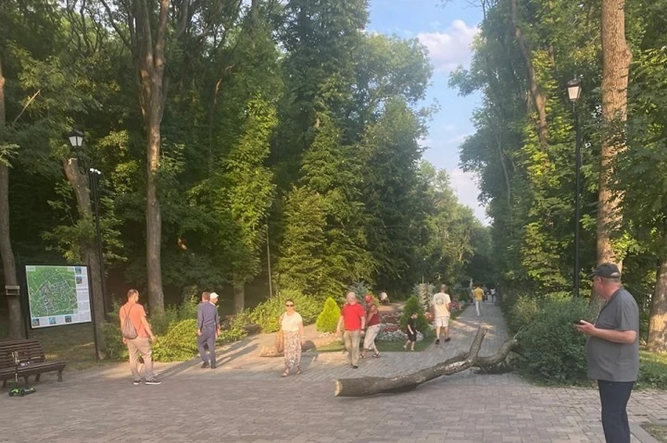 С виду абсолютно здоровый ясень. Однако, внутри ствол оказался практически пуст. Фото: соцсети главы города.