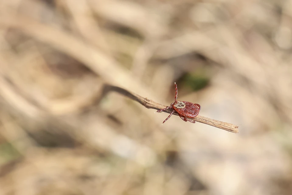 Более 3,7 тысячи человек пострадали от укусов клещей на Кубани Фото из архива КП