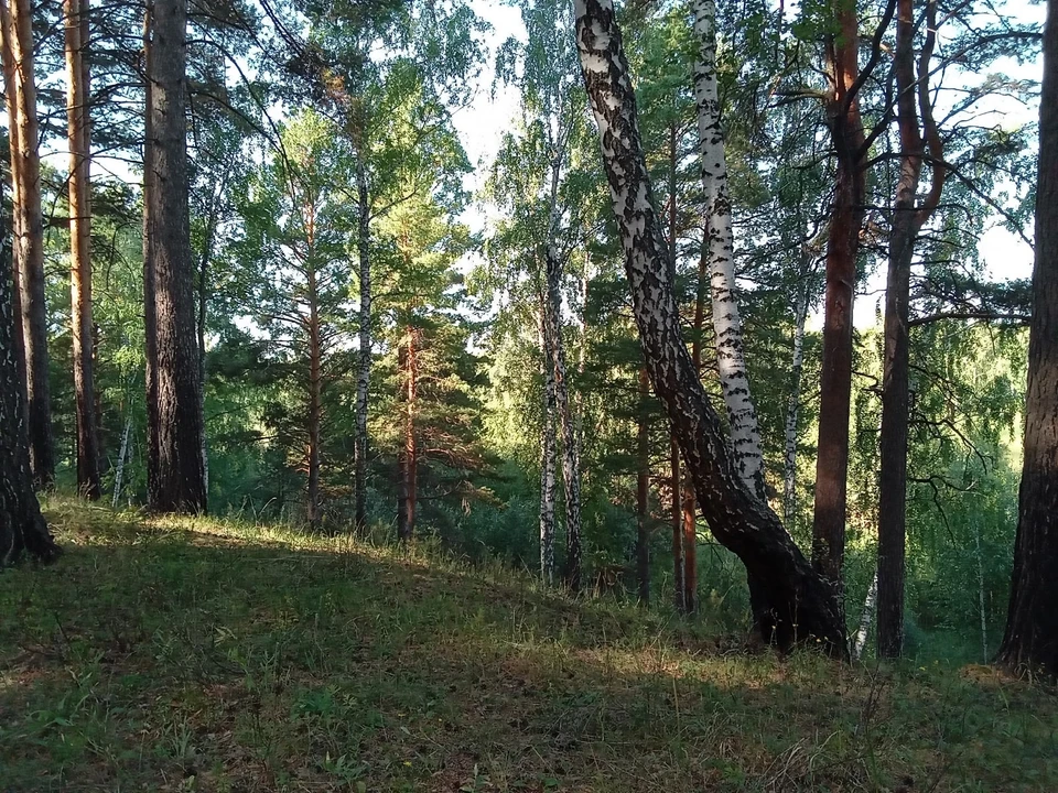 Погода на Ямале на 28 июля