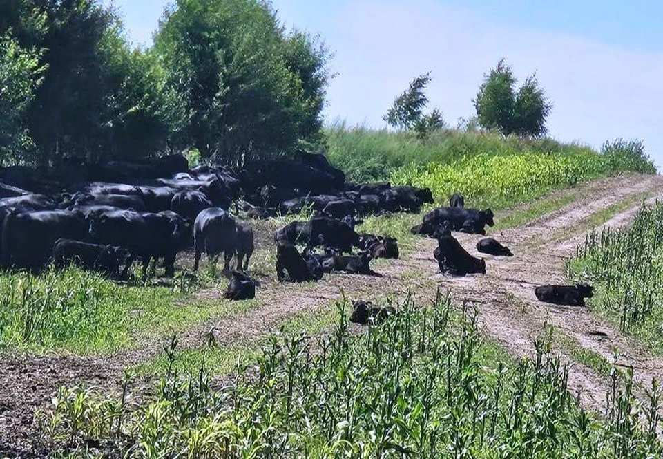 Жители Бабынинского района требуют решить проблему с безнадзорными коровами.
