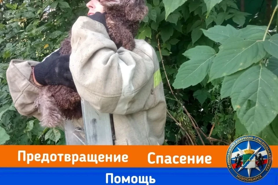 Собака попала в ловушку под бетонной плитой — на помощь пришли спасатели МАСС. Фото: МАСС.