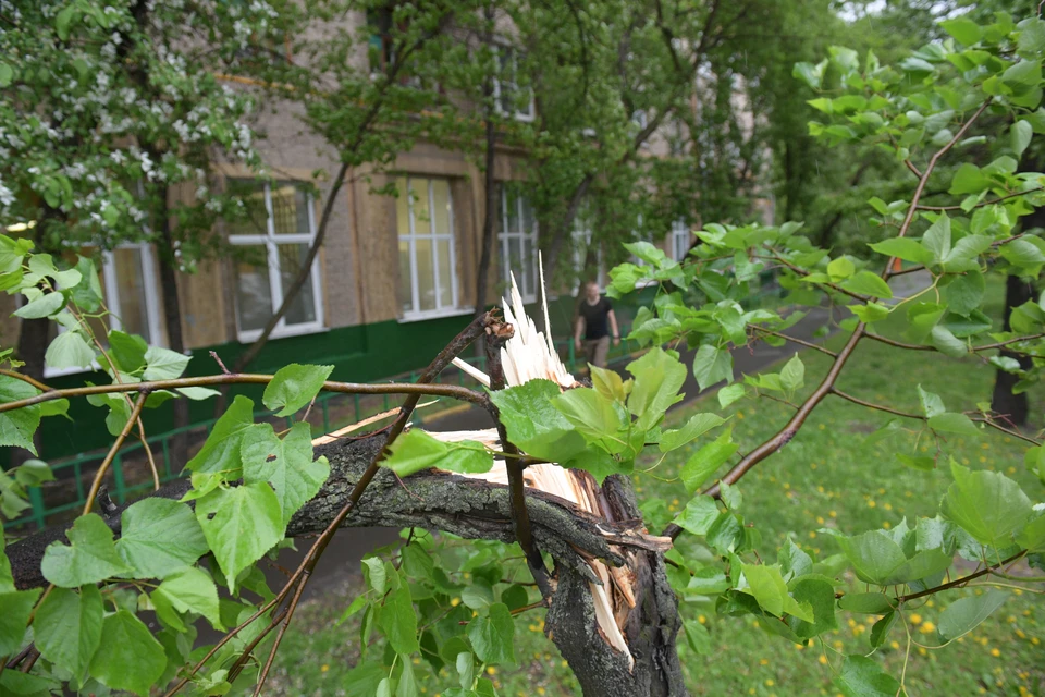 Во время непогоды нельзя находиться рядом с деревьями