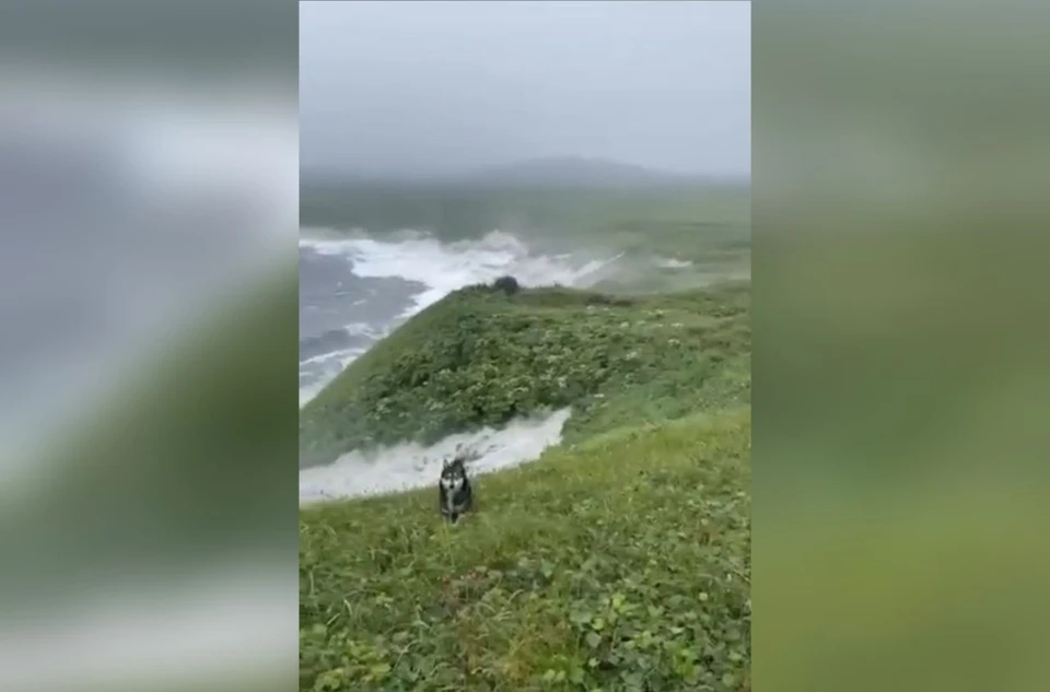 Одна из волн едва не смыла собаку очевидца. Фото: принтскрин видео РИА Новости