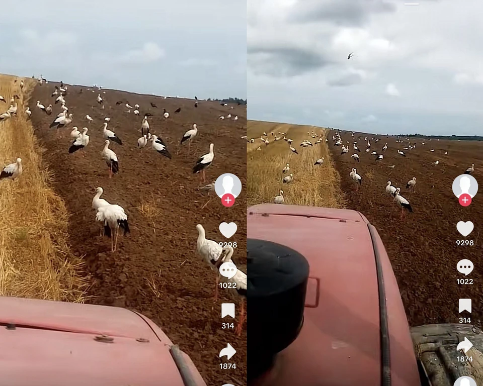 Белорус восхитил TikTok целым полем аистов. Скриншот с видео TikTok @user111284273663