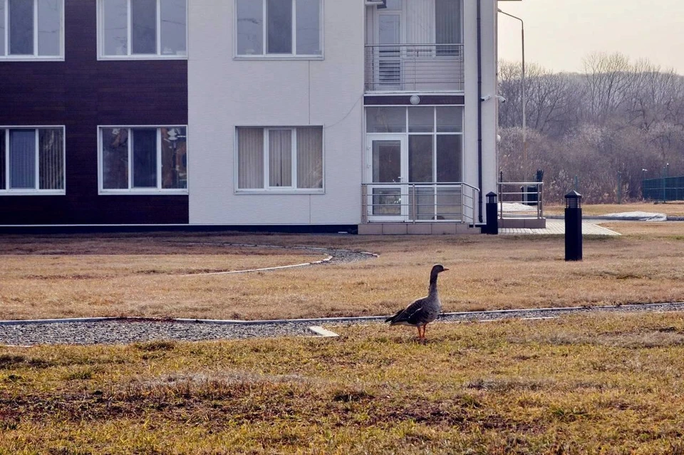 Вел гусь себя культурно: не шумел и никому не мешал. Фото: «Земля леопарда»