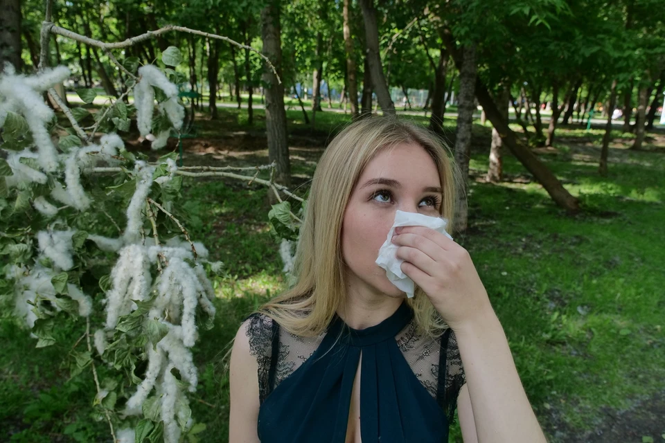В этом году ядовитый сорняк на полуострове зацвел на неделю раньше