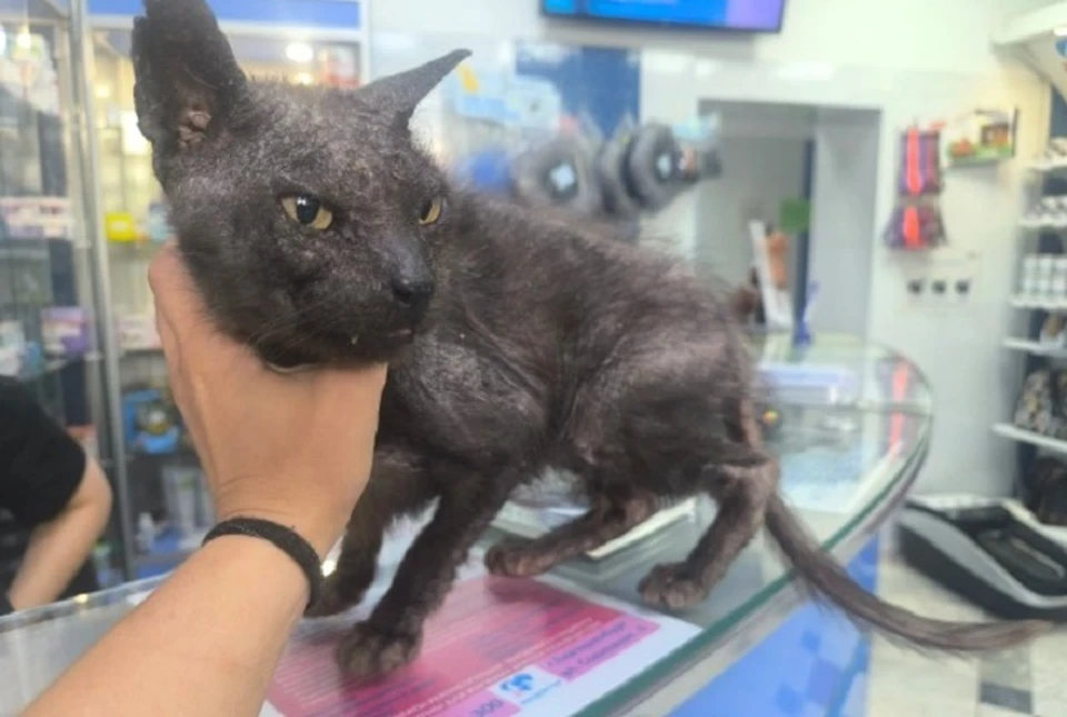 Кота должны были отвезти в другую ветклинику. Фото: форум U-mama