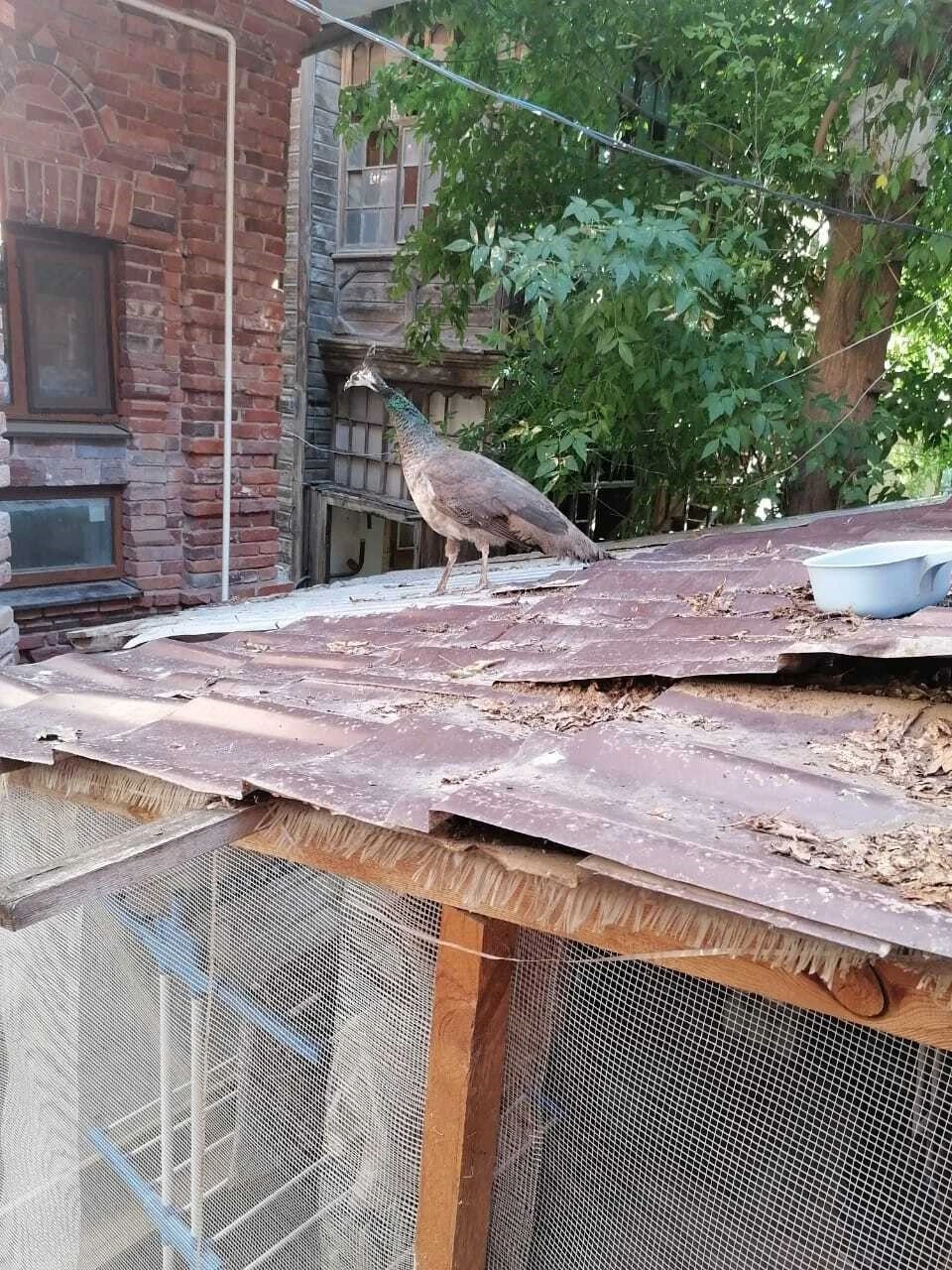 Фото: ГБУ АО «Астраханская городская ветеринарная станция»