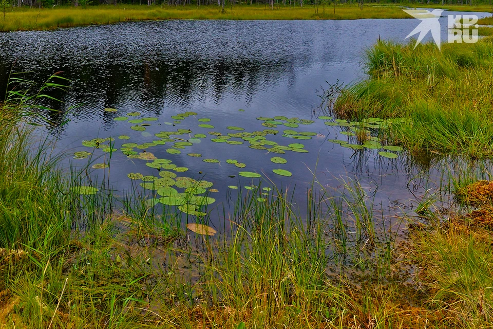 Мужчина утонул в Сасовском округе Рязанской области.