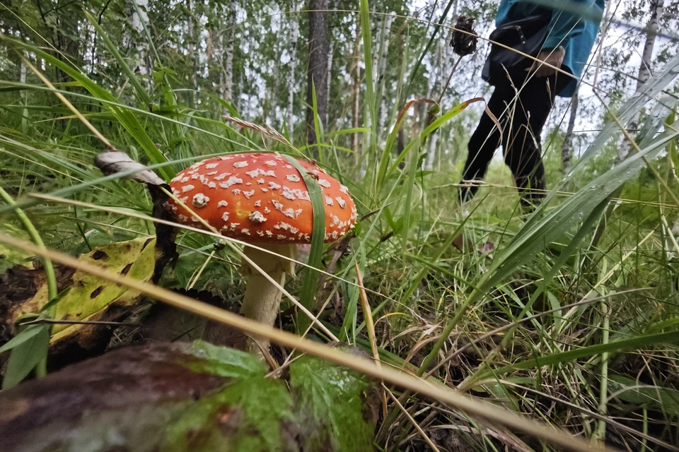 В лесу Инты потерялась пенсионерка.