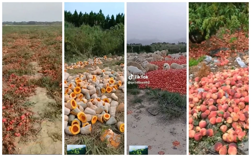 Овощи и фрукты гниют на обочине. Фото: коллаж КП