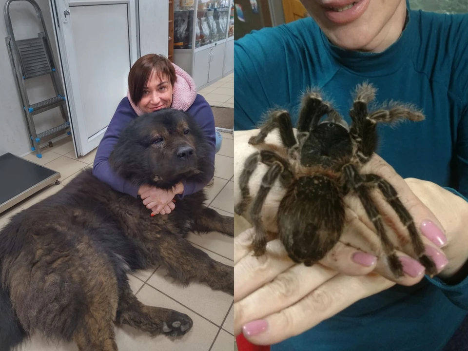 Экзотические животные стали не картинками из книги, а настоящими пациентами.