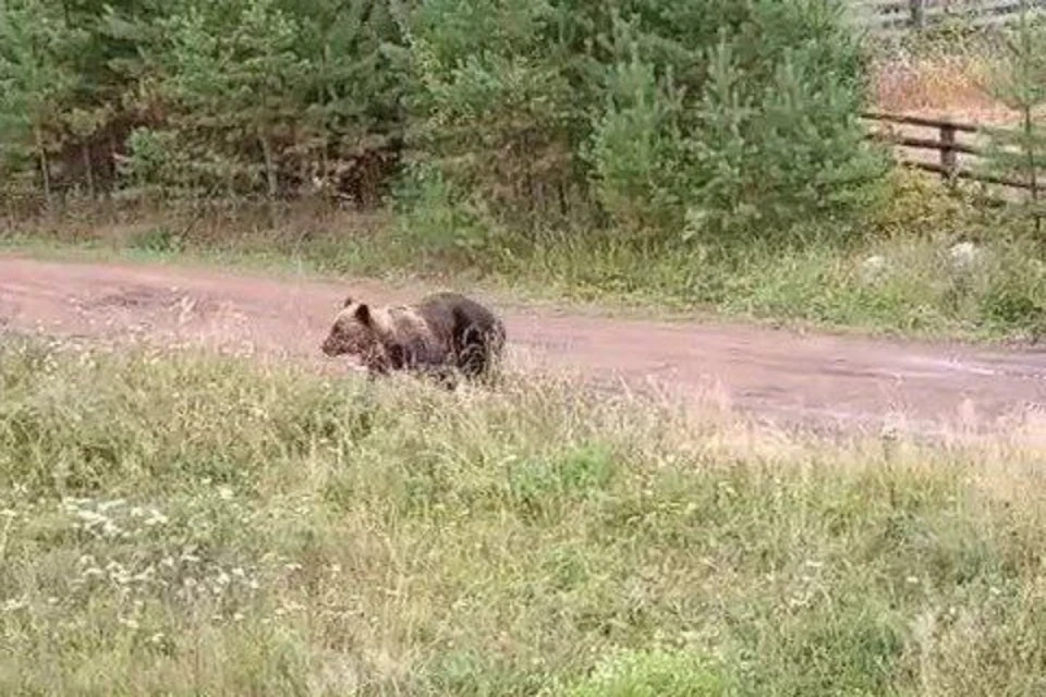За сутки в Братском и Усть-Илимском районе к людям вышли шесть медведей
