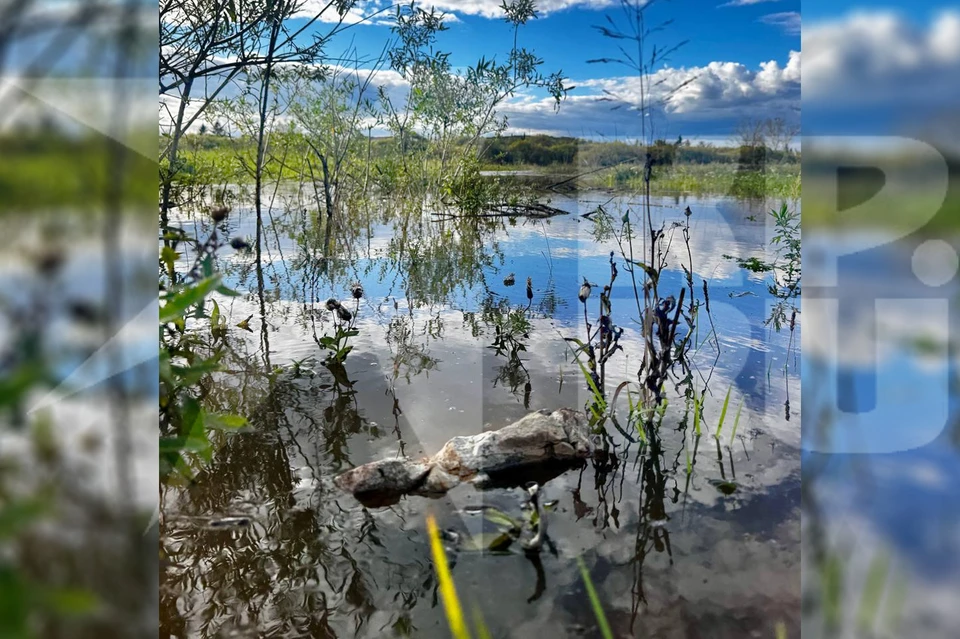 Фото: Людмила Бородина