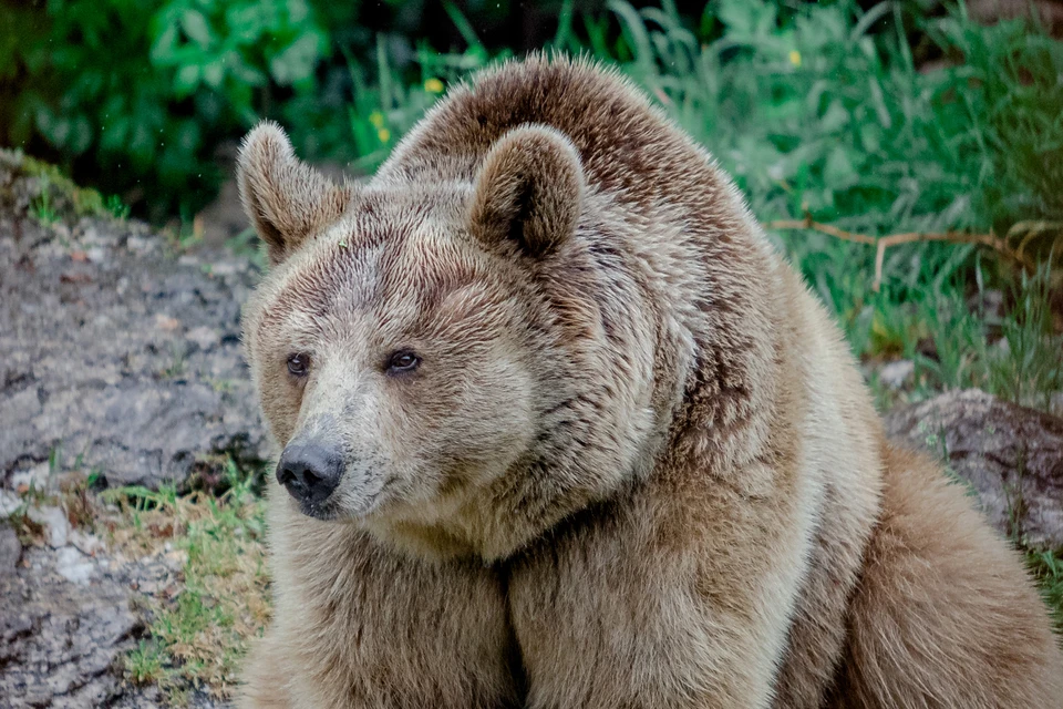 Медведь время от времени выходит на дорогу