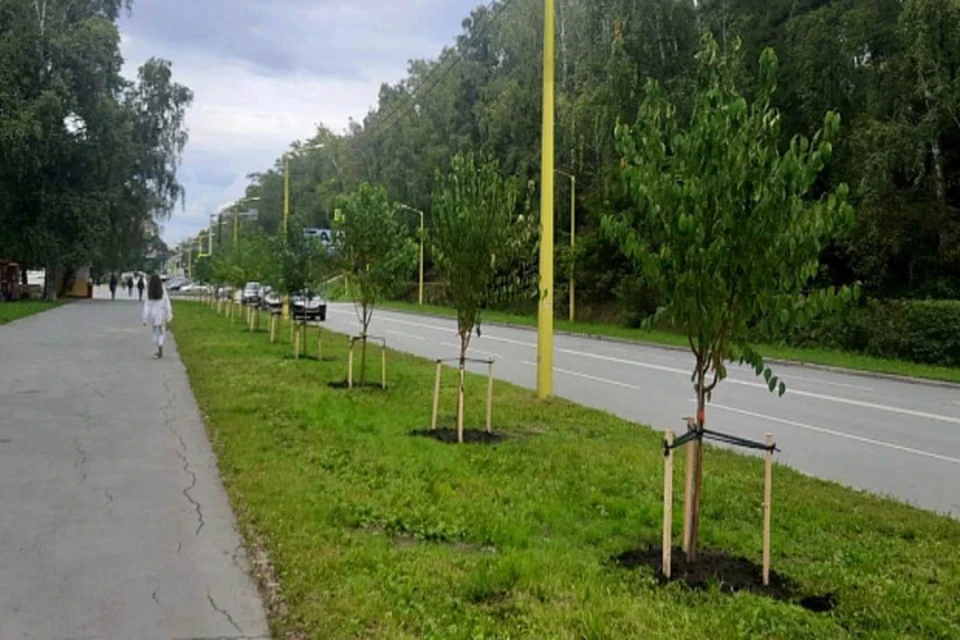 Новые аллеи украсят Академгородок. Фото: Пресс-центр мэрии Новосибирска