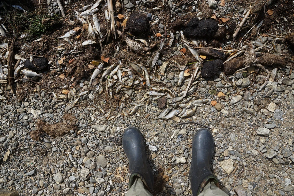 Берег, усыпанный рыбой сняли на камеру очевидцы