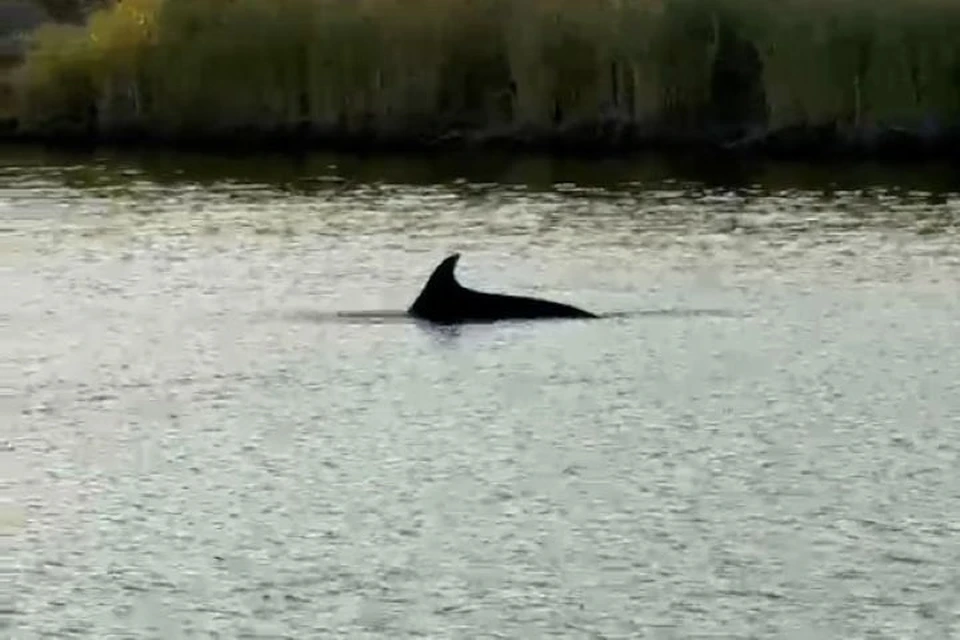 Дельфина заметили в реке. Фото: скриншот видео t.me/max_bondofficial