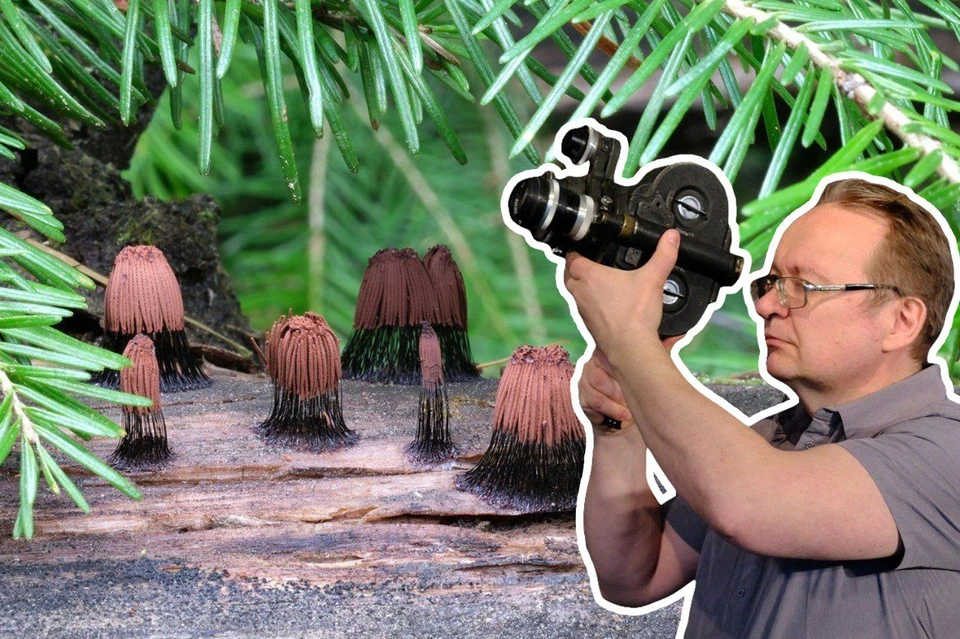 Евгений Ефимов увлекается грибной фотоохотой уже шесть лет. На фото изображены стемонитисы (род слизевиков). Фото: предоставил Евгений Ефимов