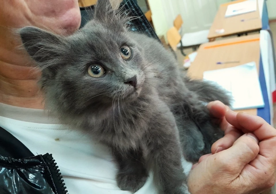 Маленький котенок обрел новый дом. Фото: Голос молодежи Соликамского городского округа