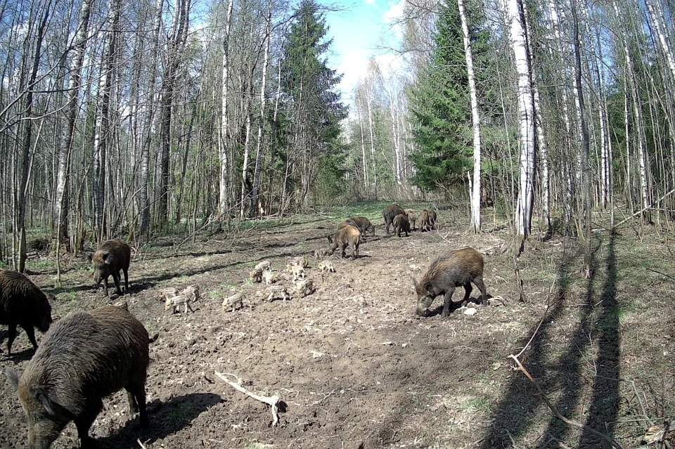 Одни из обитателей лесов заповедника в кадре фотоловушке. Фото: VK/Центрально-Лесной государственный заповедник