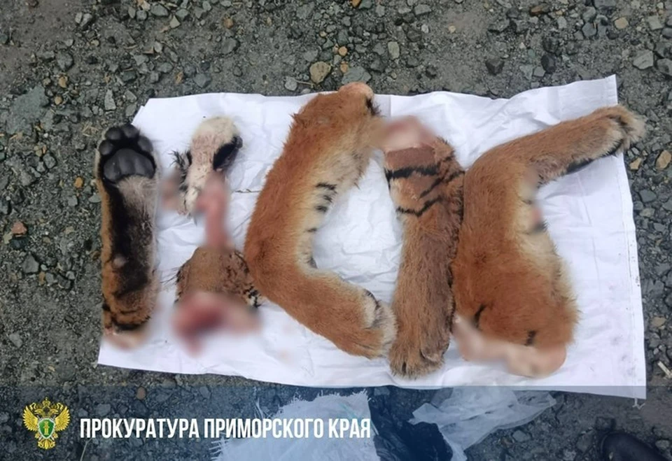 Части тела тигра обнаружили в багажнике автомобиля в Приморье. Фото: прокуратура Приморского края