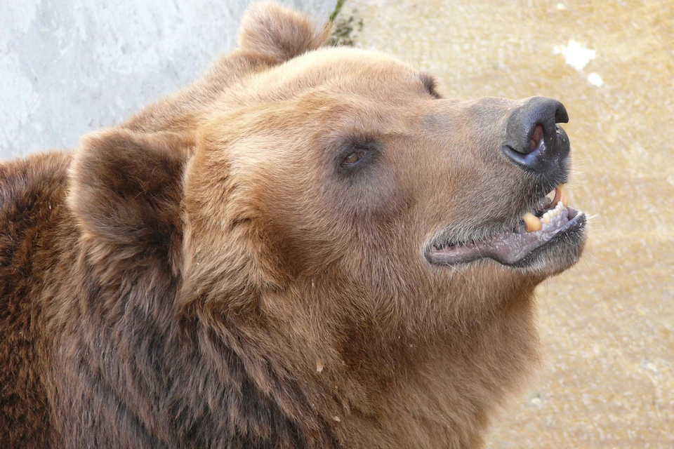 Он слышал за спиной тяжелое дыхание зверя, но боялся оглянуться
