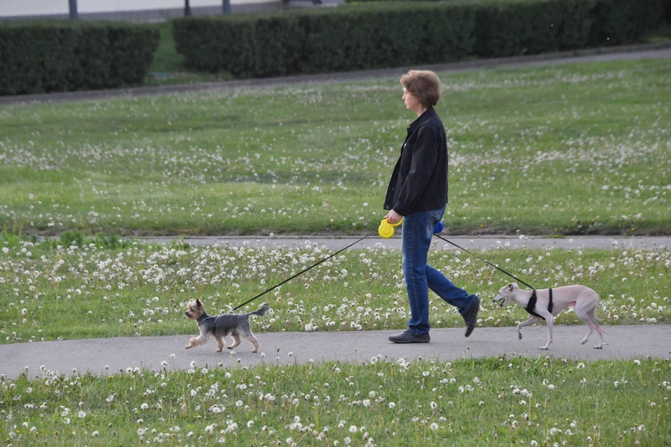 Владельца на прогулке с собаками.