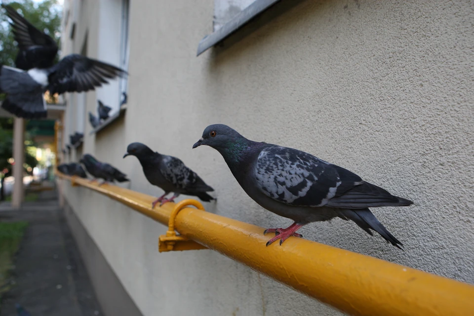 Капремонту в Ставрополе мешают голуби.