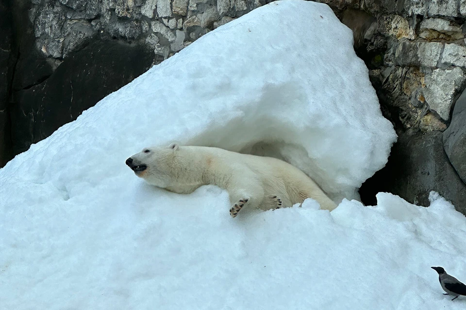 В Московском зоопарке у белых мишек есть снег в любое время года. Фото: Московский зоопарк