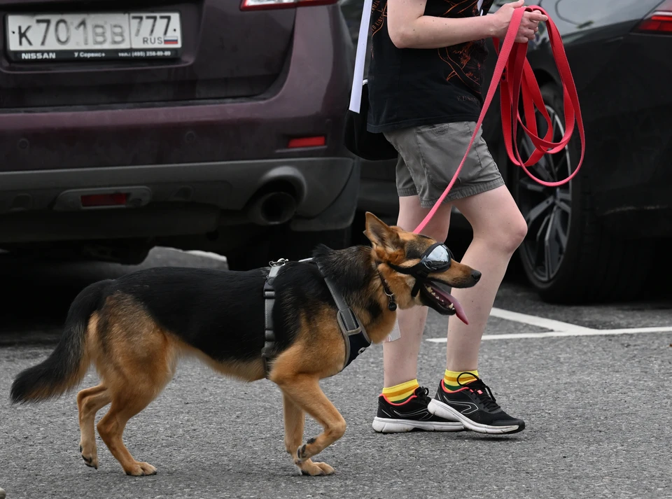 В Ставрополе обсудили запрет на выгул собак детьми и пьяными хозяевами