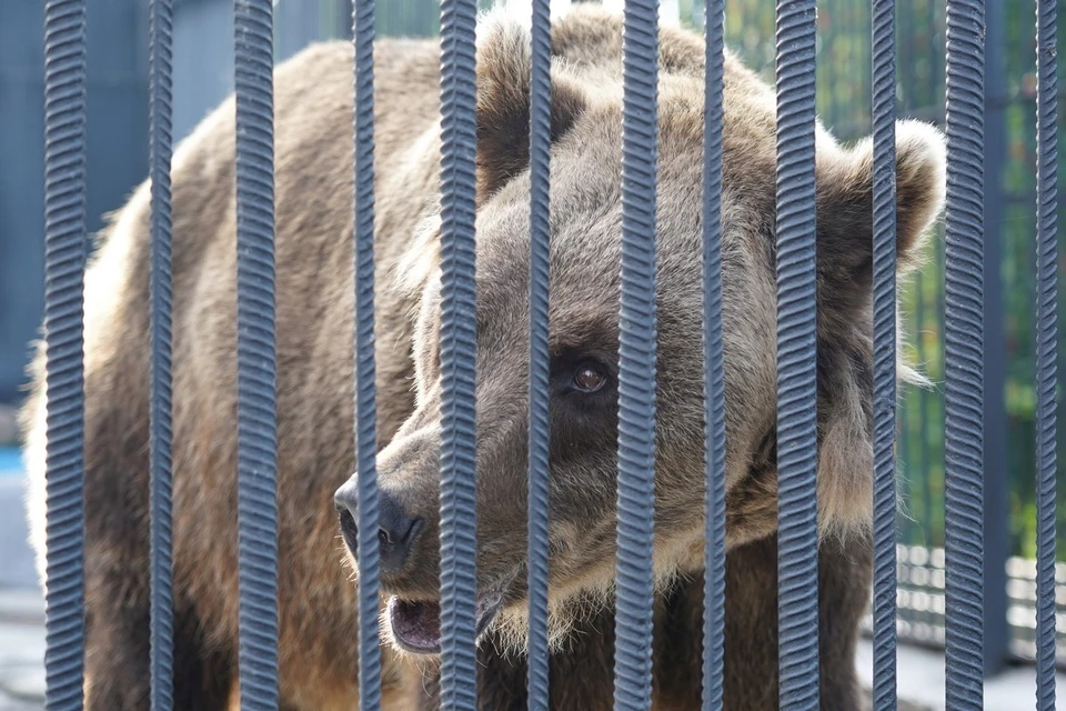 В Хакасии в целях защиты населения отстрелили 16 медведей