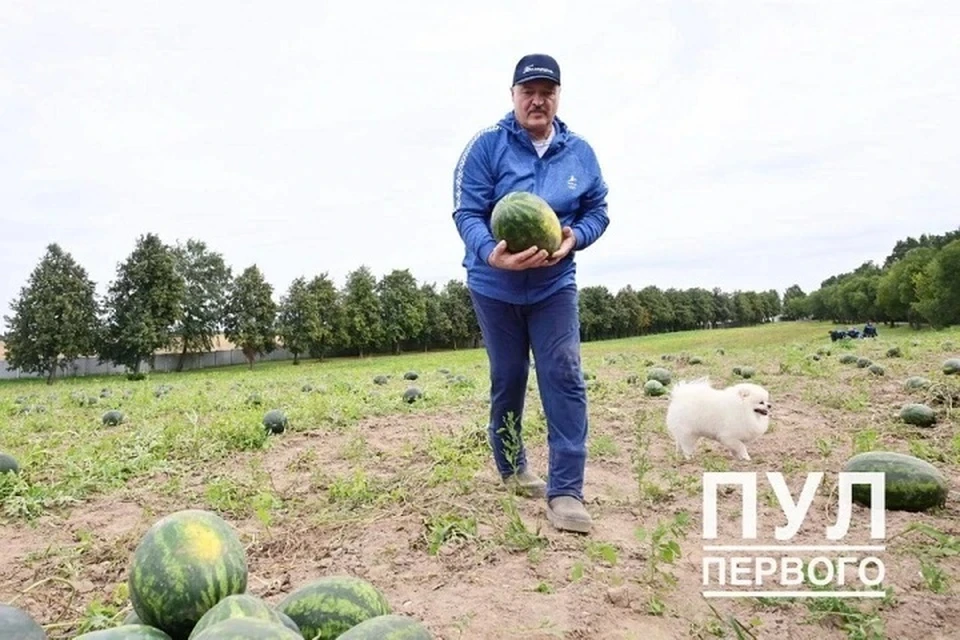 Ученый сказал, почему на участке Лукашенко нет арбузов в 2025 году. Фото носит иллюстративный характер. Фото: телеграм-канал "Пул Первого".