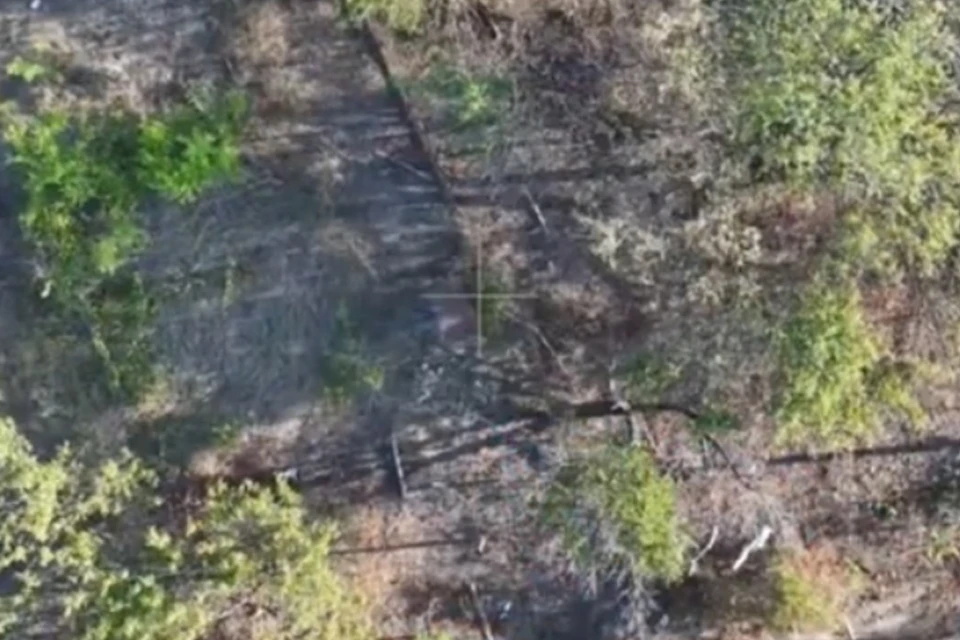Фото: скриншот из видео Минобороны РФ
