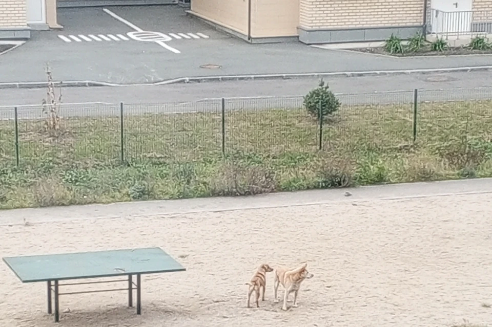 На женщину с лаем кинулась собака побольше.