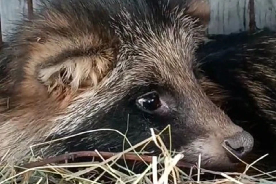 Енотовидка уже идет на поправку. Фото: центр «Особый питомец» в телеграм-канале