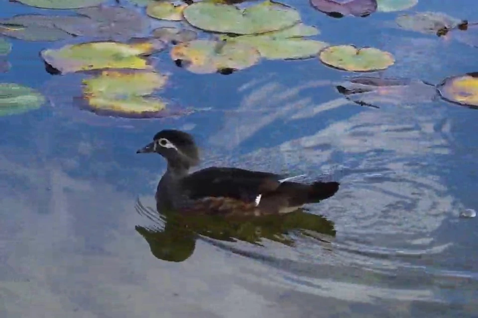 Дикие утки поселились в Японском саду. Фото: скрин из видео