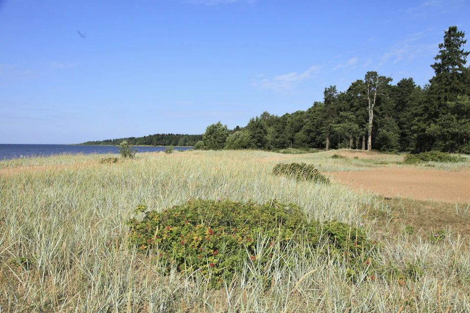 Новый заказник появится в Петербурге. Фото: www.gov.spb.ru