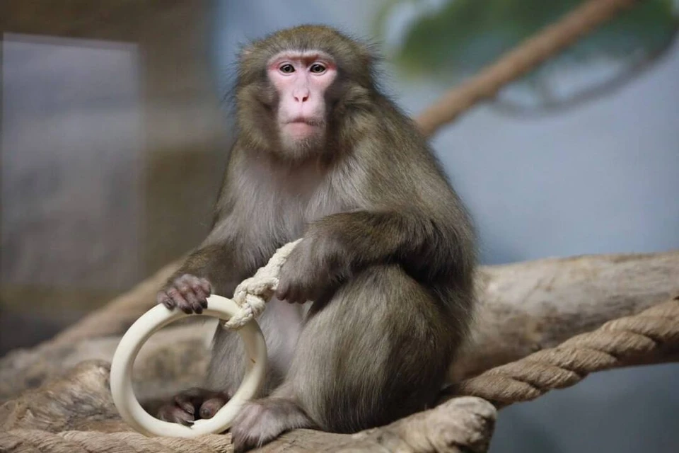 В Новосибирском зоопарке появились новые жители. Фото: Telegram-канал мэрии Новосибирска