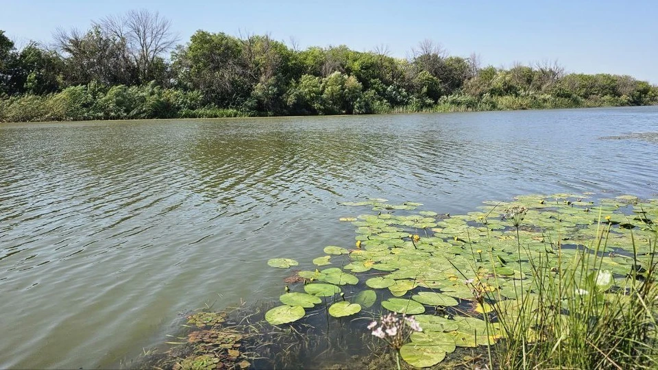 Рыба поднялась по водотокам дельты на более значительное расстояние, достигнув нерестилищ Волго-Ахтубинской поймы