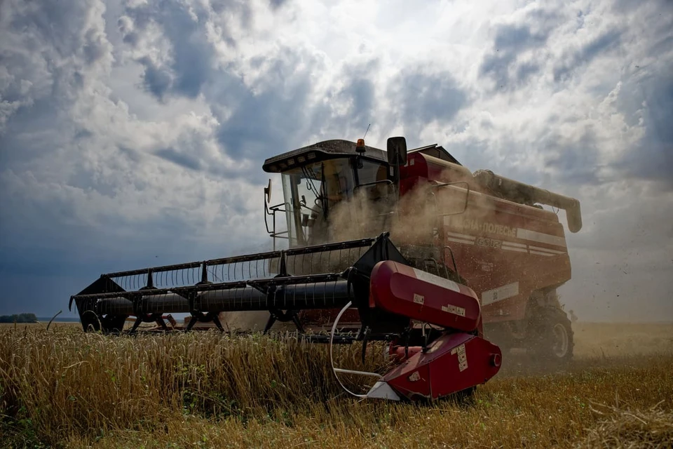 В Ростовской области засуха и заморозки сгубили урожай пшеницы.